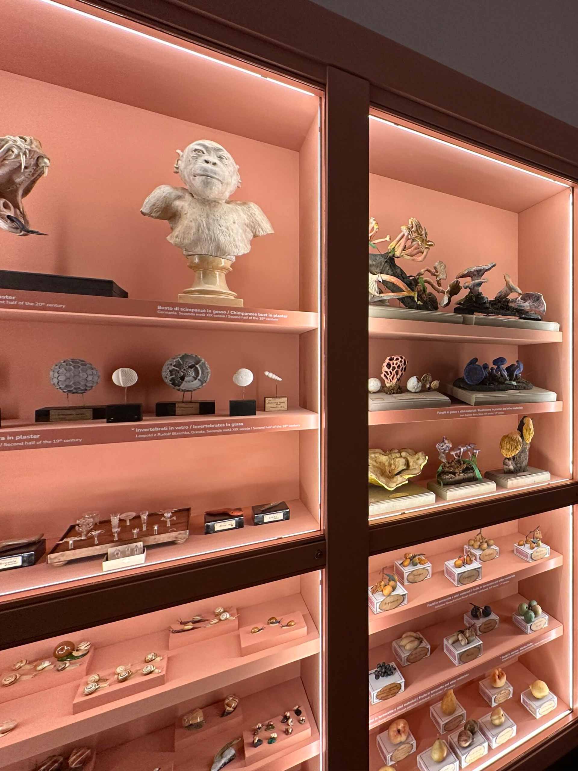 visit-la-specola-il-granchia-in-frack Image: La Specola/Il Granchia In Frack