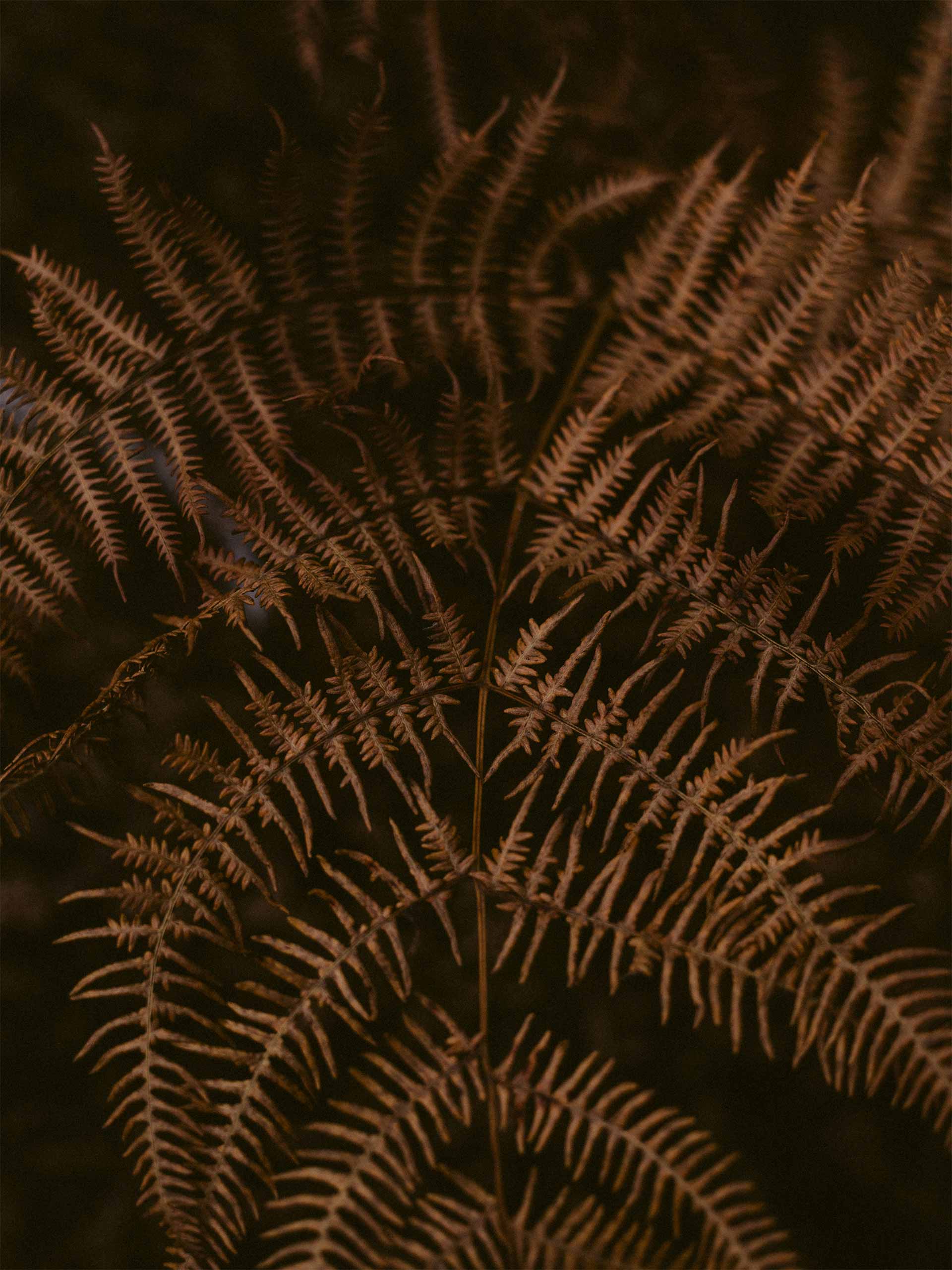 autumn-prints-holding-annie-spratt Image: Annie Spratt