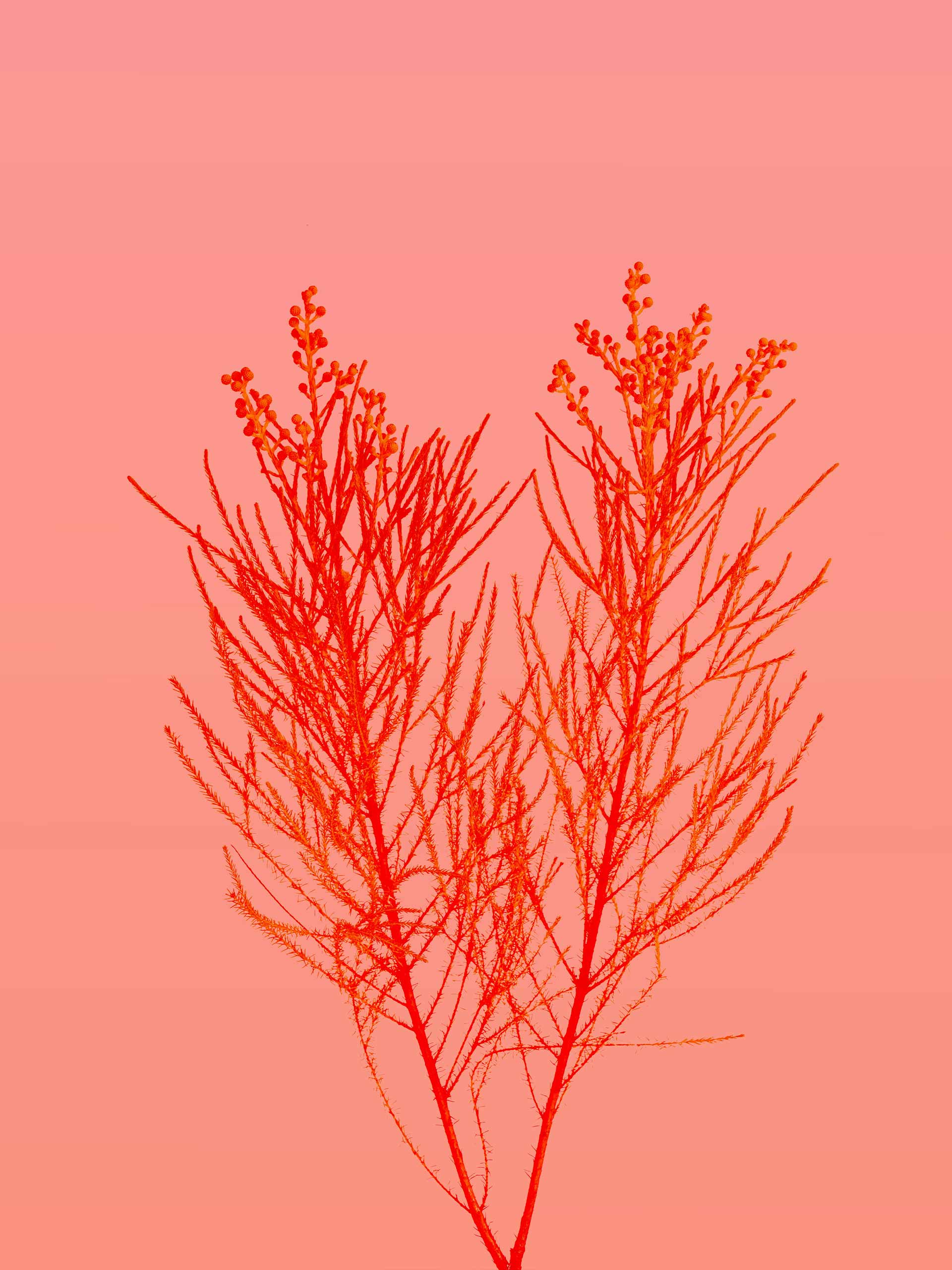 pinkred-holding-danielle-suijkerbuijk