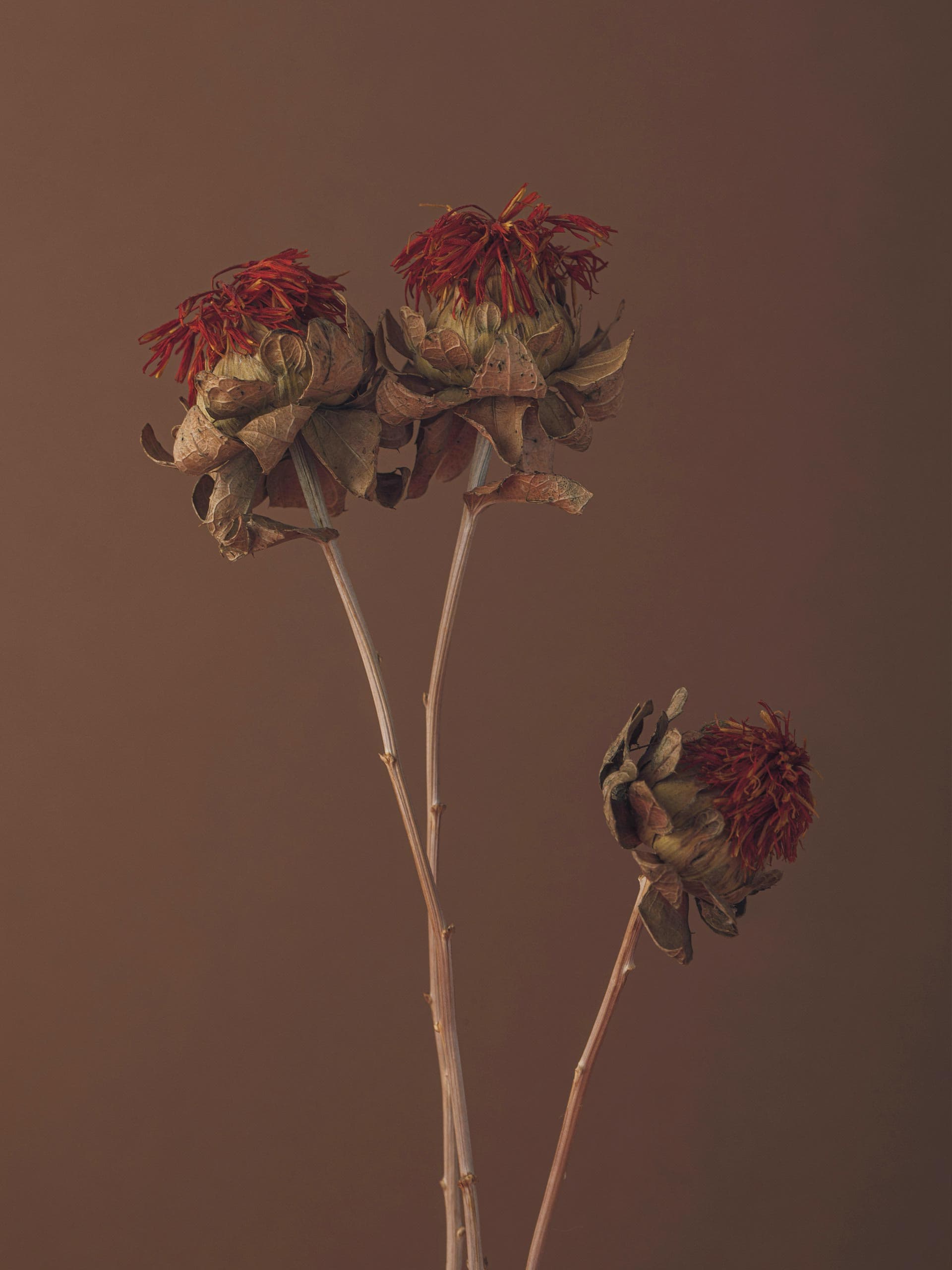 mochamousse-holding-ferals-studio-unsplash Image: Ferals Studio via Unsplash