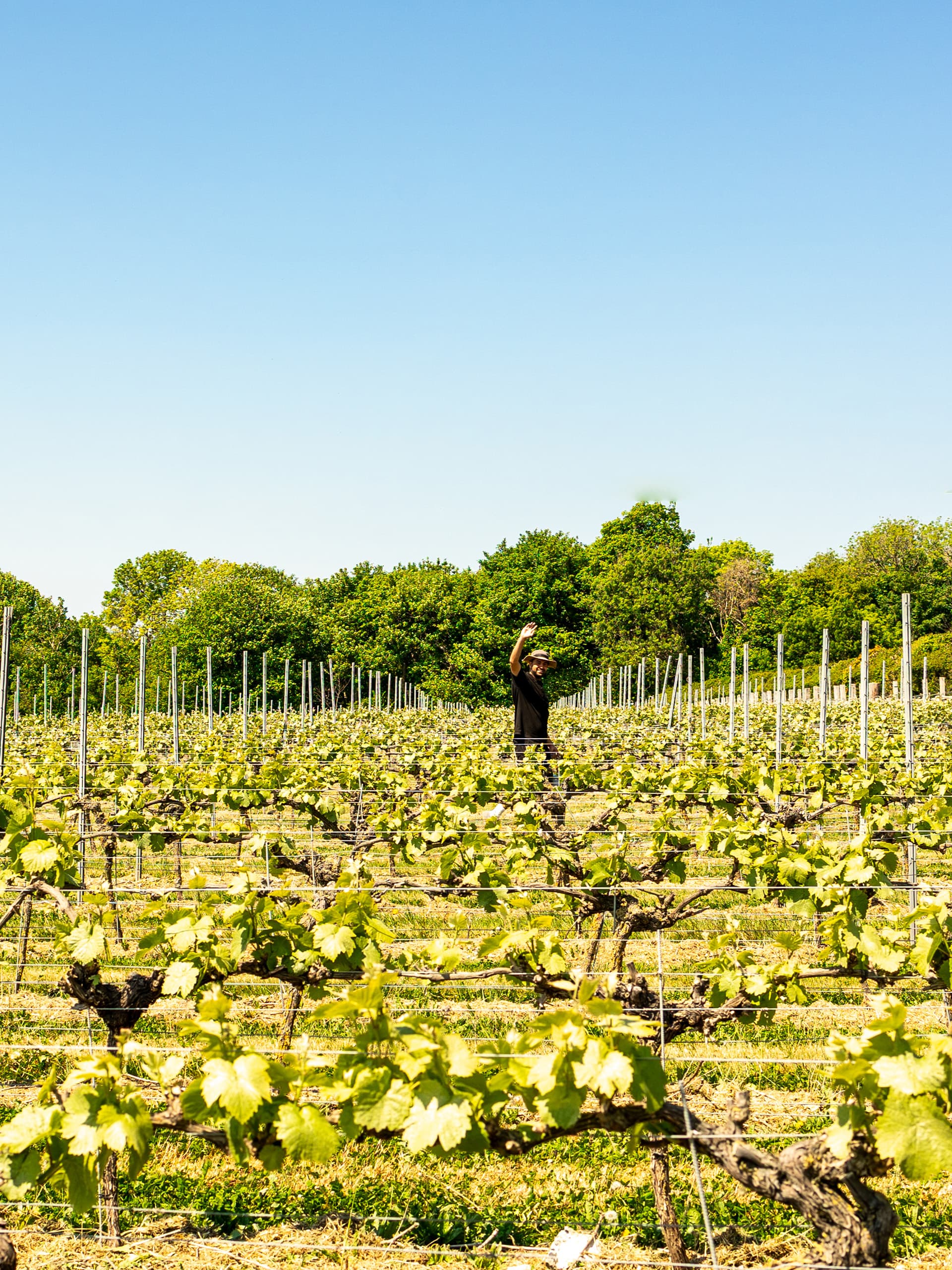 langham Image: Langham Wine Estate